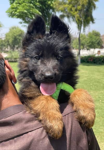 [German Shepherd puppy dog