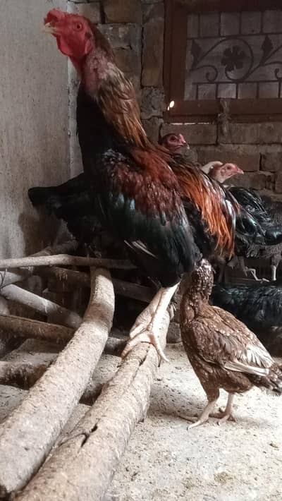 Cock &  egg layer  hen's