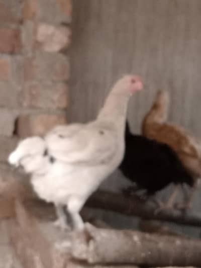 Cock &  egg layer  hen's