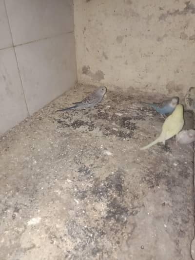 Australian chicks are available for hand tan and also chicks available