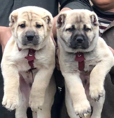 Kurdish kangal security dog 2 month pair for sale heavy bone