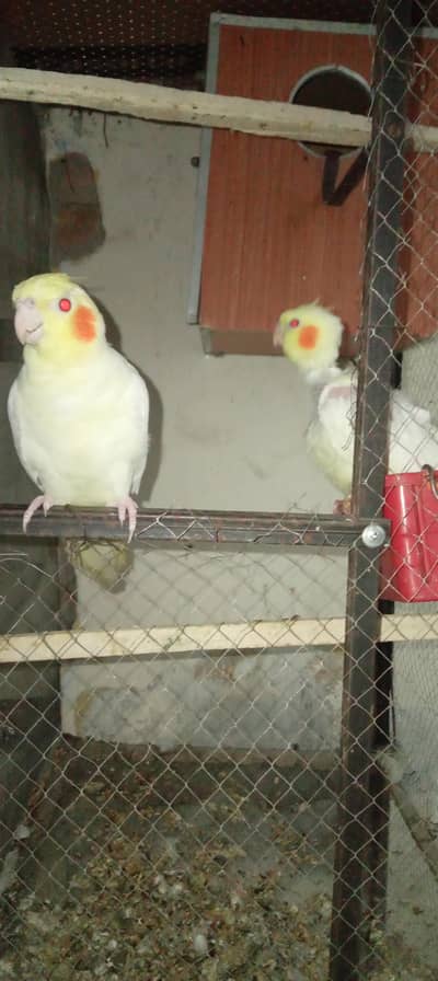 breeder cocktail pair with 1 chick