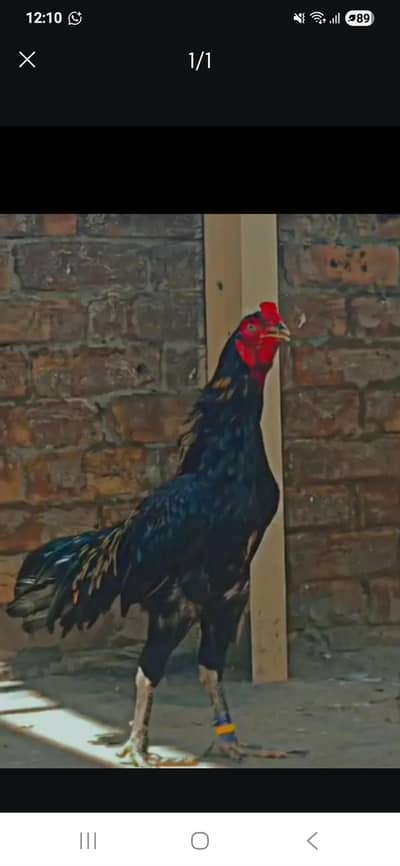 veitnam aseel male for sale