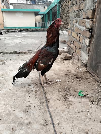 high quality aseel murga for sale exchange b ho jy ga achy aseel sy