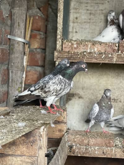 Teddy faroz puri sikra goldan Lakhi