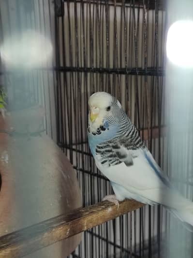 UnderSize Budgie