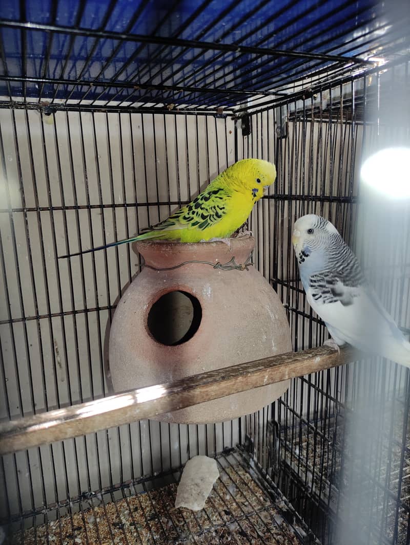 UnderSize Budgie 1