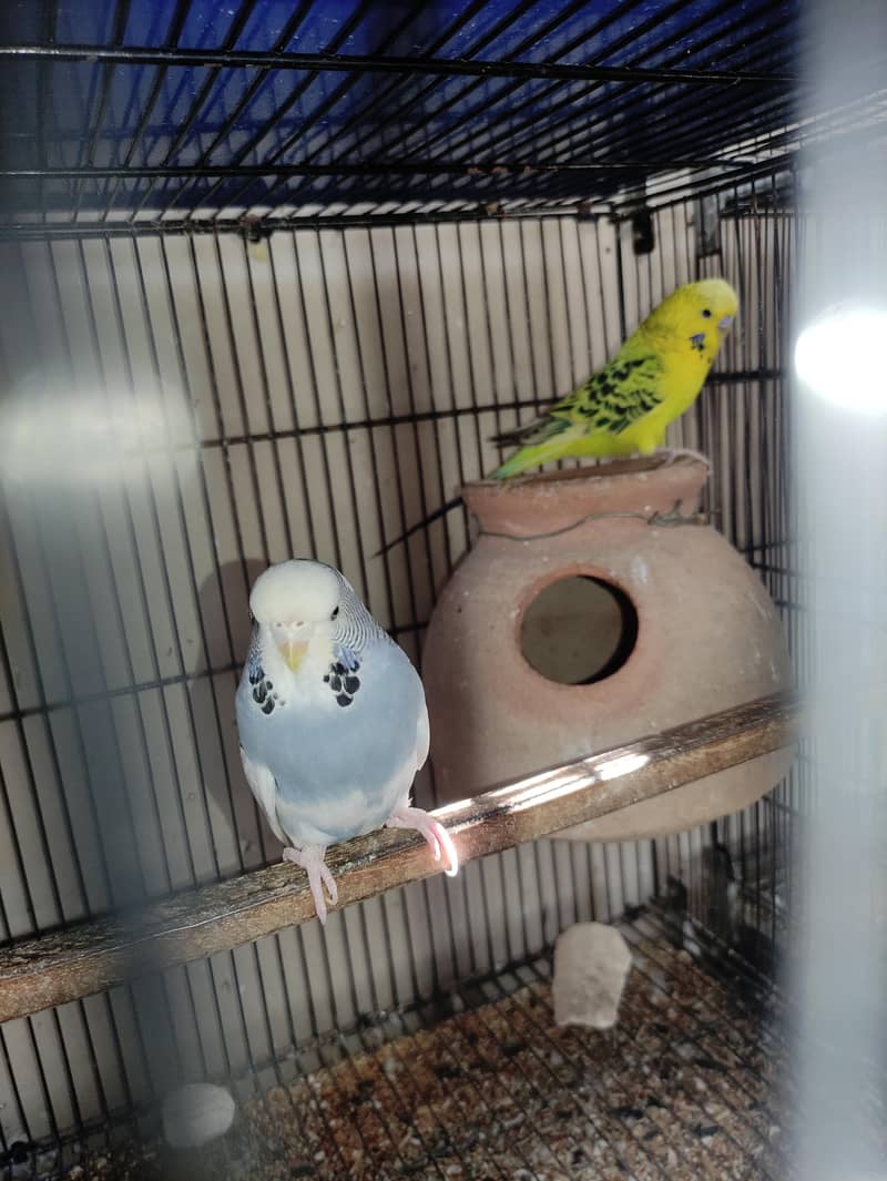 UnderSize Budgie 2