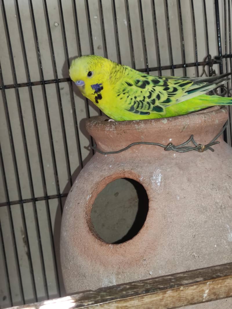 UnderSize Budgie 4