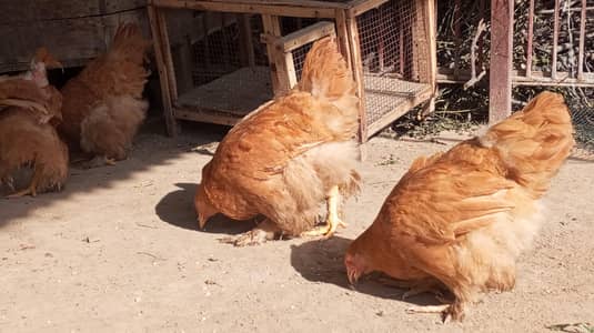 Golden Buff Heavy for sale