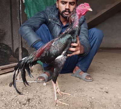 vatnami pakistani cross |shamo vatnami cross |pure vatnanmi | burmi |