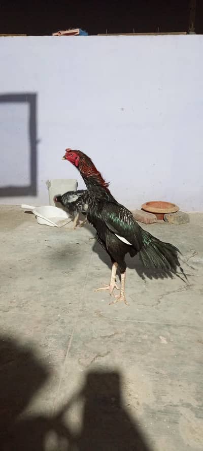 MUSHKA  GREEN RING EYES