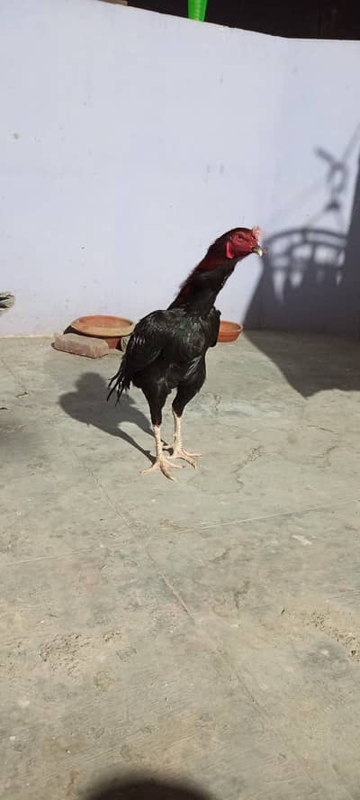 MUSHKA  BLUE RING EYES