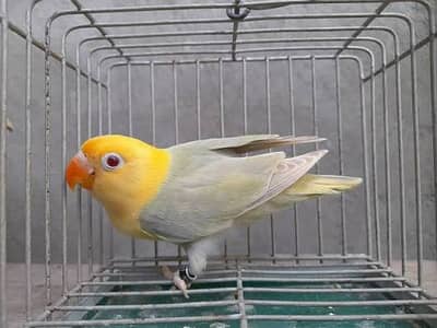 Pale fellows for sale