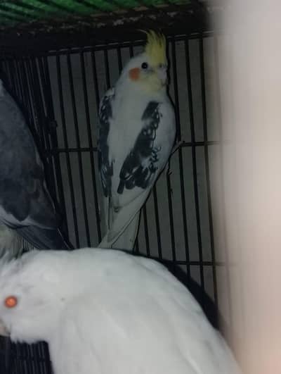 cream v pied into eno ready to breed pair for sale