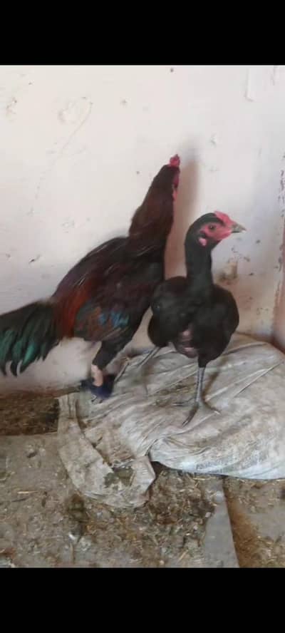 Burmi pakoye Madi only game available contect 03090912503