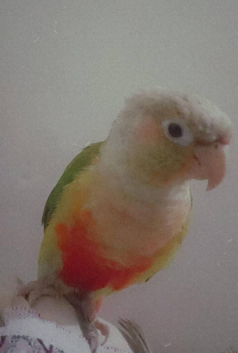 pineapple conure 0