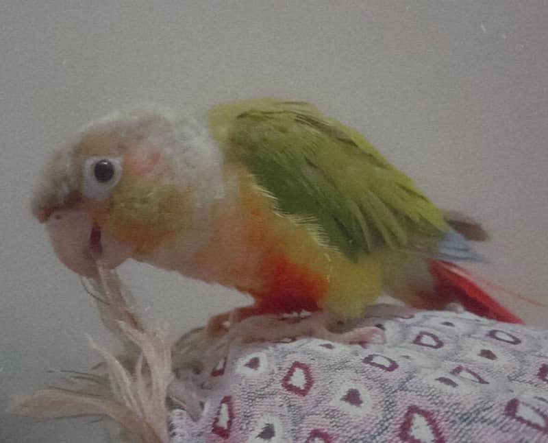 pineapple conure 1
