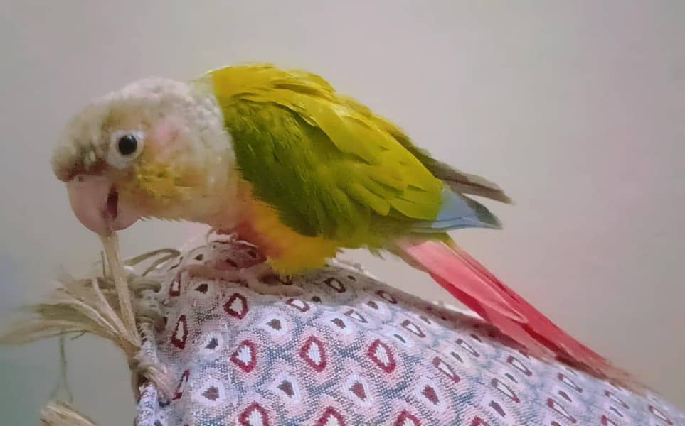 pineapple conure 2