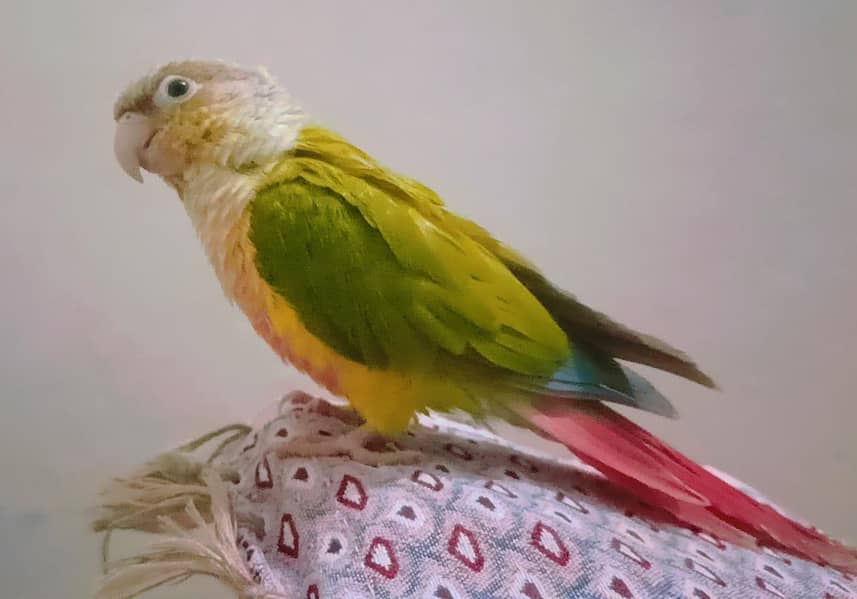 pineapple conure 3