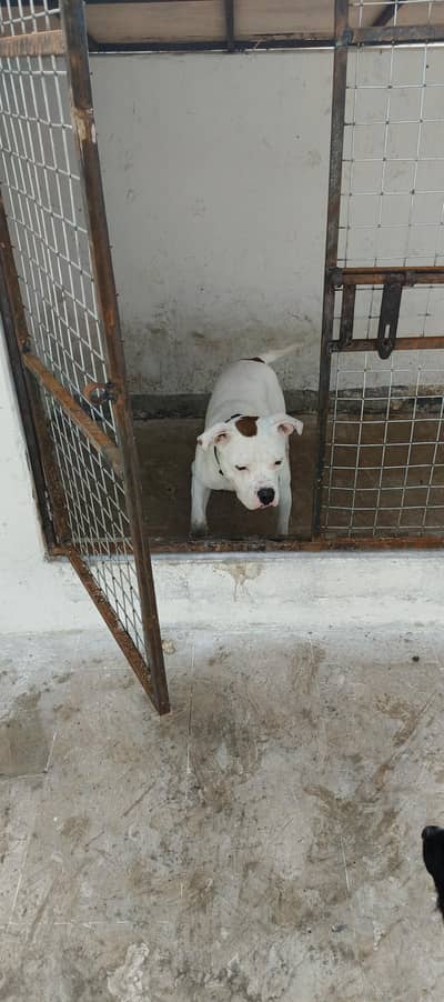 Male Pitbull for Sale