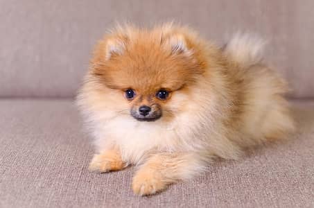 pomeranian dog | pomeranian femlae , male puppy for sale