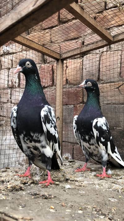 pure rampuri pair for sale