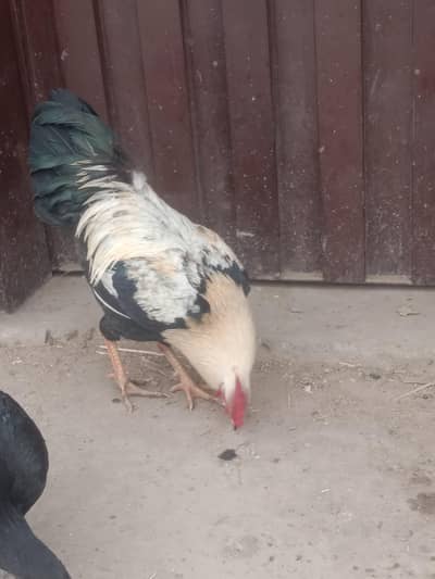 Desi Home Breed Murga