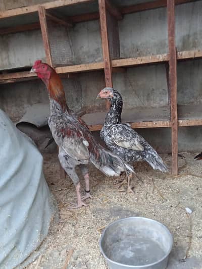 High quality selhta pair for sale