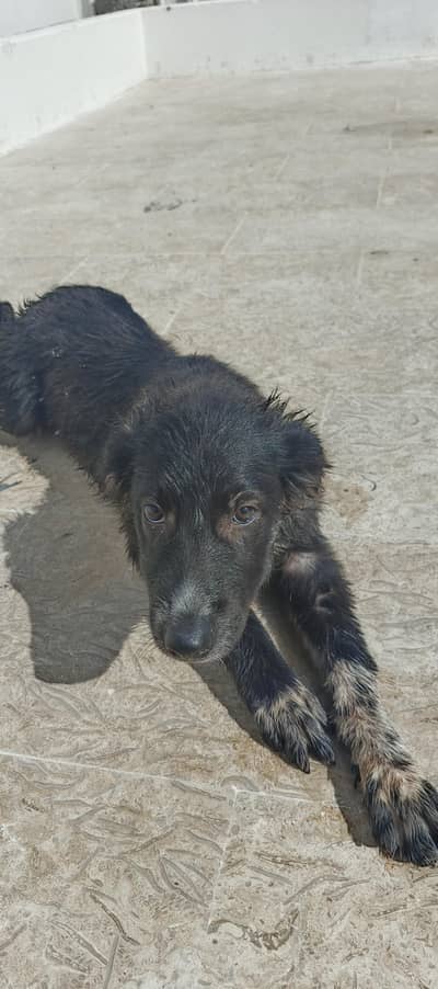 Afghan Kuchi Male for Sale