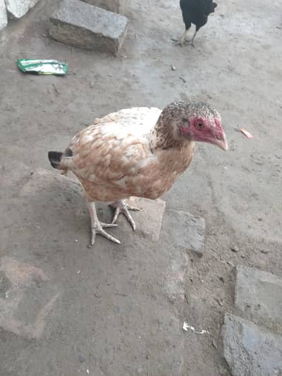 03195395164 watsap  shamo and others aseel