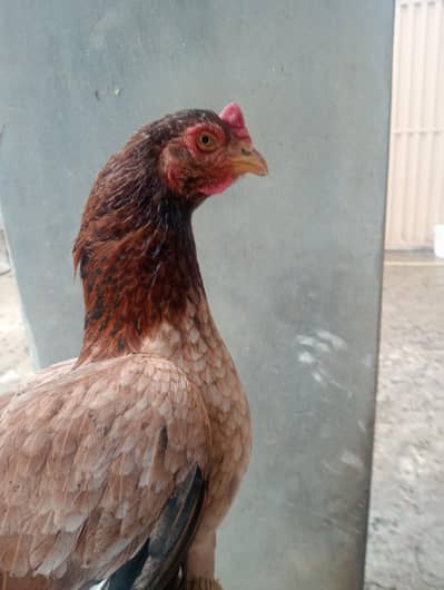 Assel murge daily i basis egg production  2.5 kg