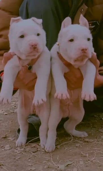 kohati gultar pink nose pair for sale active and healthy