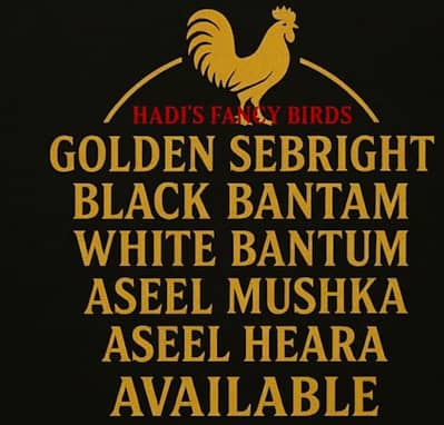 aseel mushka aseel heara black bantum white bantum available