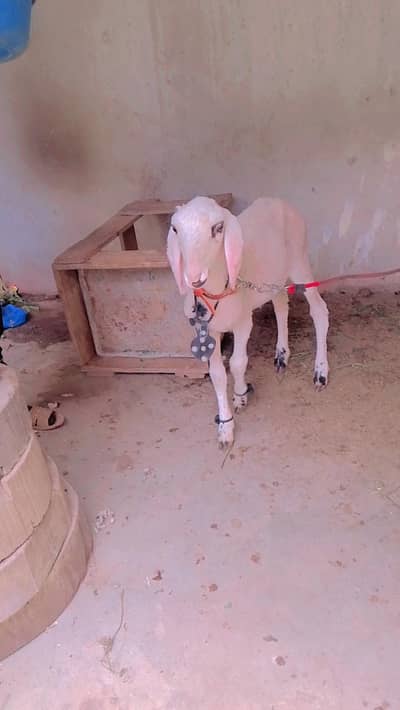 Mundra dumba wtsb nmbr 03102639551