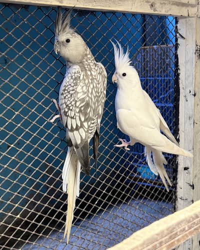 Ino Cocktail (Red-eyes- Male) with Pearl Female Pair
