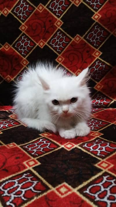 male kitten 03051567711