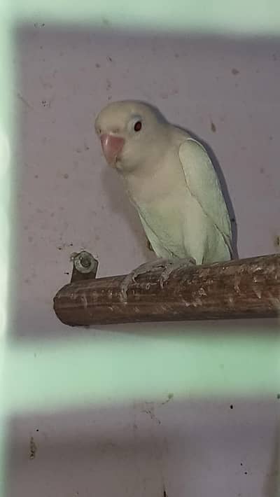 eno black eye male healthy active