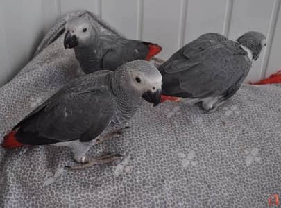 African grey parrot cheeks for sale 0337//860//3189