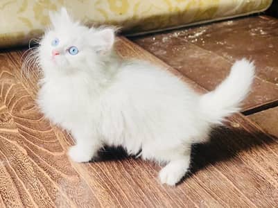High Quality Persian Blue eyes kitten