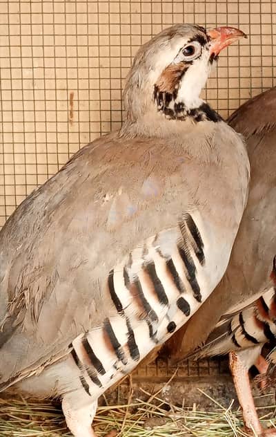 Chakur / Partridge Pairs For Sale