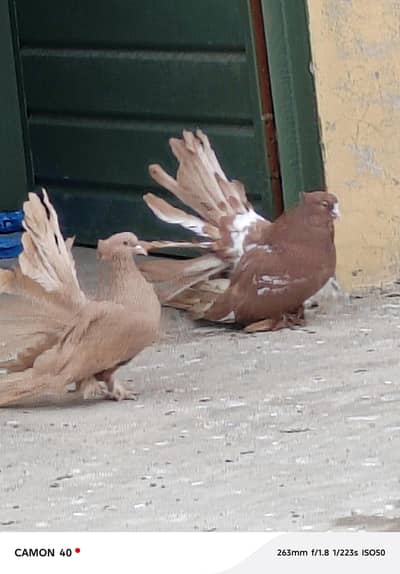 amercan yellow pair huge size