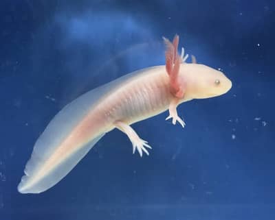 Axolotl All Types
