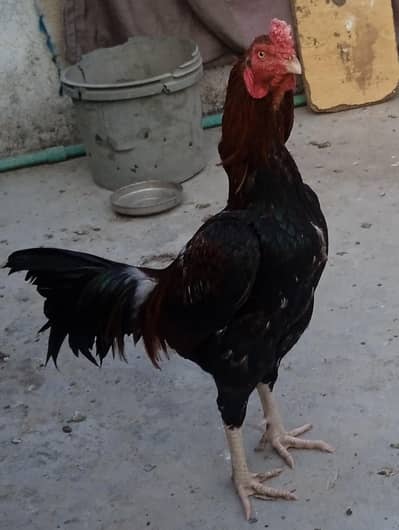 aseel for sale or exgainj with zero size paper white pair