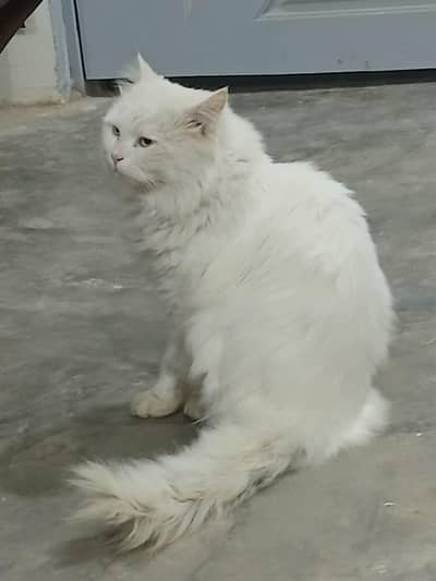 triple cod male phucian