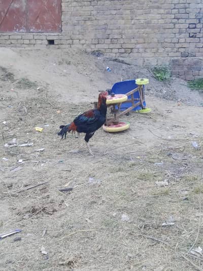 breeder male best for breed