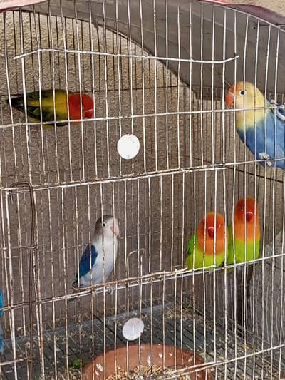 Breeder love birds for sale