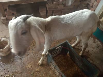 white pair lail puri