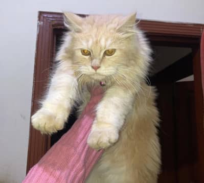 Persian male cat for sale