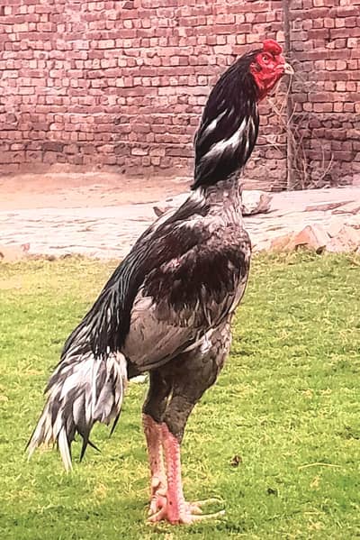 pure aseel salata patha for sale